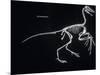 Archaeopteryx Skeleton, Dinosaurs-Encyclopaedia Britannica-Mounted Art Print