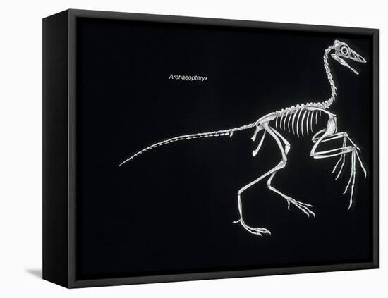 Archaeopteryx Skeleton, Dinosaurs-Encyclopaedia Britannica-Framed Stretched Canvas