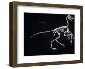 Archaeopteryx Skeleton, Dinosaurs-Encyclopaedia Britannica-Framed Art Print