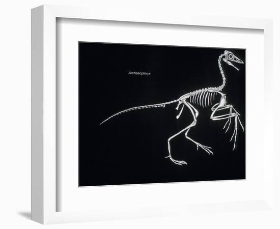 Archaeopteryx Skeleton, Dinosaurs-Encyclopaedia Britannica-Framed Art Print