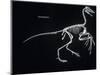 Archaeopteryx Skeleton, Dinosaurs-Encyclopaedia Britannica-Mounted Art Print