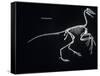 Archaeopteryx Skeleton, Dinosaurs-Encyclopaedia Britannica-Framed Stretched Canvas