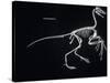 Archaeopteryx Skeleton, Dinosaurs-Encyclopaedia Britannica-Stretched Canvas