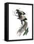 Archaeopteryx - the First Bird, 1886-null-Framed Stretched Canvas