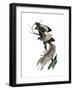 Archaeopteryx - the First Bird, 1886-null-Framed Giclee Print