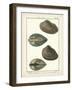 Arche Shells, Pl.306-Diderot-Framed Art Print