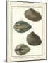 Arche Shells, Pl.306-Diderot-Mounted Art Print