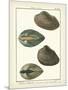 Arche Shells, Pl.306-Diderot-Mounted Art Print