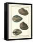 Arche Shells, Pl.306-Diderot-Framed Stretched Canvas