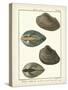 Arche Shells, Pl.306-Diderot-Stretched Canvas