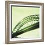 Arched Bridge Over River Tyne, Newcastle Upon Tyne, Tyne and Wear, England, United Kingdom, Europe-Lee Frost-Framed Photographic Print