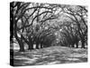 Arched Path of Trees on Plantation Site-Philip Gendreau-Stretched Canvas