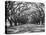 Arched Path of Trees on Plantation Site-Philip Gendreau-Stretched Canvas