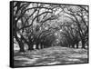 Arched Path of Trees on Plantation Site-Philip Gendreau-Framed Stretched Canvas