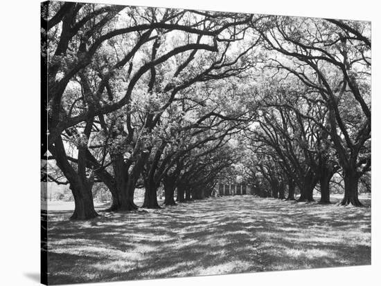 Arched Path of Trees on Plantation Site-Philip Gendreau-Stretched Canvas