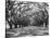 Arched Path of Trees on Plantation Site-Philip Gendreau-Stretched Canvas