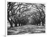 Arched Path of Trees on Plantation Site-Philip Gendreau-Framed Photographic Print