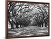 Arched Path of Trees on Plantation Site-Philip Gendreau-Framed Photographic Print