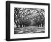 Arched Path of Trees on Plantation Site-Philip Gendreau-Framed Photographic Print
