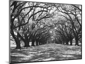 Arched Path of Trees on Plantation Site-Philip Gendreau-Mounted Photographic Print