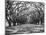 Arched Path of Trees on Plantation Site-Philip Gendreau-Mounted Photographic Print