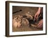 Archeological Dig-Stocktrek Images-Framed Photographic Print