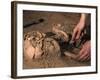 Archeological Dig-Stocktrek Images-Framed Photographic Print