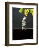 Archer Fish (Toxotes Chatareus) Leaping for Spider. Captive-Kim Taylor-Framed Photographic Print