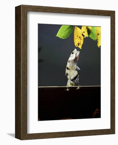 Archer Fish (Toxotes Chatareus) Leaping for Spider. Captive-Kim Taylor-Framed Photographic Print