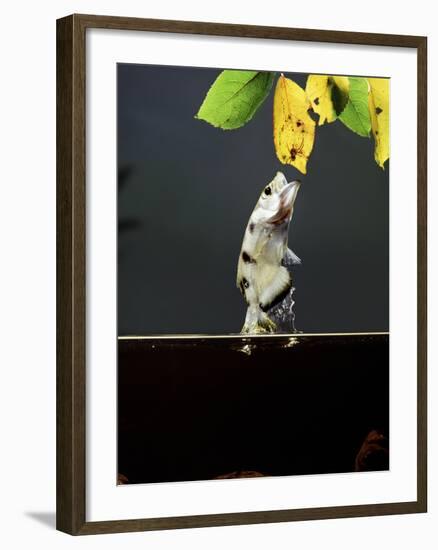 Archer Fish (Toxotes Chatareus) Leaping for Spider. Captive-Kim Taylor-Framed Photographic Print