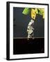 Archer Fish (Toxotes Chatareus) Leaping for Spider. Captive-Kim Taylor-Framed Photographic Print