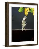 Archer Fish (Toxotes Chatareus) Leaping for Spider. Captive-Kim Taylor-Framed Photographic Print