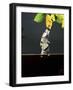 Archer Fish (Toxotes Chatareus) Leaping for Spider. Captive-Kim Taylor-Framed Photographic Print