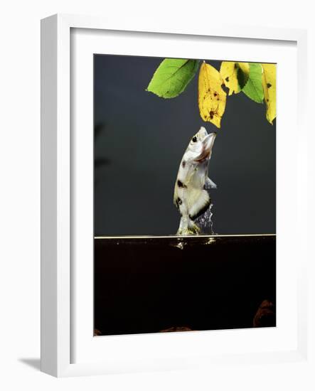 Archer Fish (Toxotes Chatareus) Leaping for Spider. Captive-Kim Taylor-Framed Photographic Print