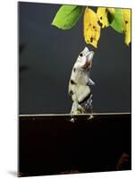 Archer Fish (Toxotes Chatareus) Leaping for Spider. Captive-Kim Taylor-Mounted Photographic Print