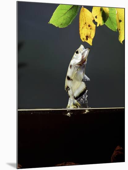 Archer Fish (Toxotes Chatareus) Leaping for Spider. Captive-Kim Taylor-Mounted Photographic Print