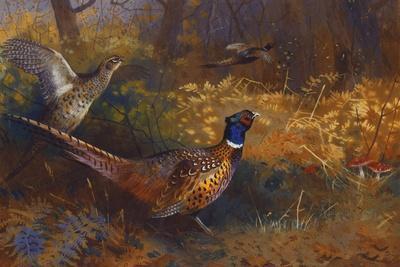 A Cock and Hen Pheasant at the Edge of a Wood, 1897