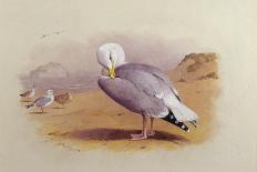 A Herring Gull on a Beach with the Bass Rock Beyond-Archibald Thorburn-Giclee Print