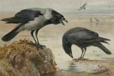 A Hooded Crow and a Carrion Crow, 1924