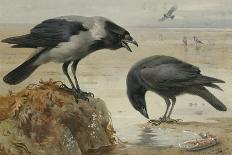 A Hooded Crow and a Carrion Crow, 1924-Archibald Thorburn-Giclee Print