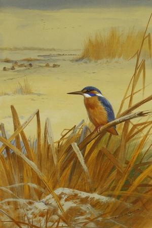 A Kingfisher Amongst Reeds in Winter, 1901