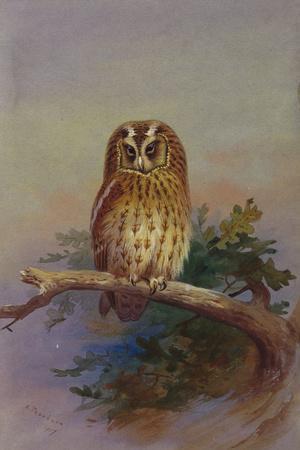 A Tawny Owl Perched on an Oak Branch, 1917 watercolor