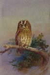 A Tawny Owl Perched on an Oak Branch, 1917 watercolor-Archibald Thorburn-Giclee Print