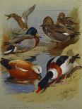 Partridges Amongst Stubble, 1900 watercolor-Archibald Thorburn-Giclee Print
