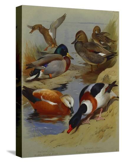 Stretched Canvas Print, , large