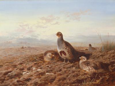 Partridges Amongst Stubble, 1900 watercolor