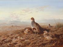 A Woodcock and Chicks-Archibald Thorburn-Framed Stretched Canvas