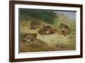 Brown Frame