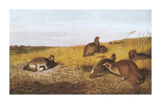 Premium Giclee Print, , large