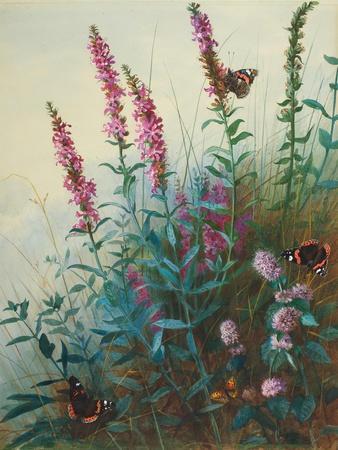 Purple Loosestrife and Watermint, C.1910-20